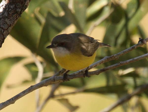 White-throated Gerygone | Gerygone olivacea photo