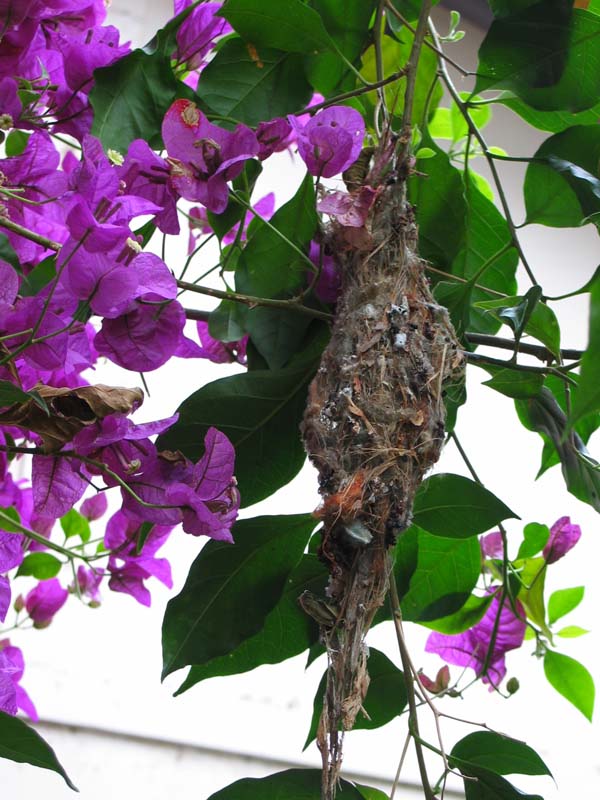 White-throated Gerygone | Gerygone olivacea photo