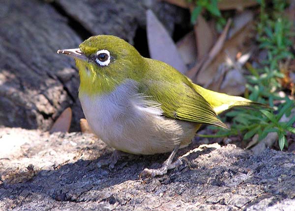 Silvereye | Zosterops lateralis photo