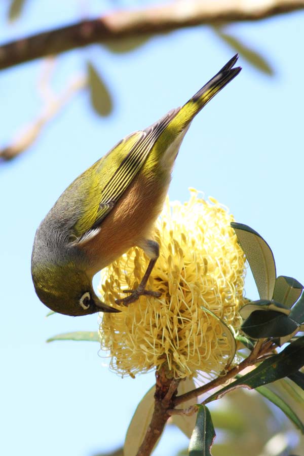 Silvereye | Zosterops lateralis photo