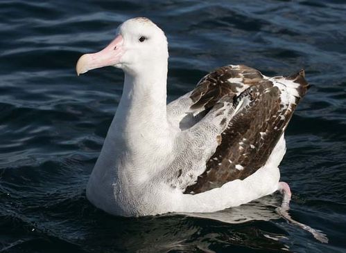 Wandering Albatross | Diomedea exulans photo