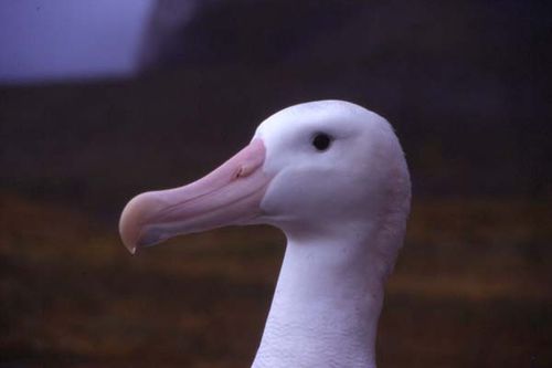 Wandering Albatross | Diomedea exulans photo