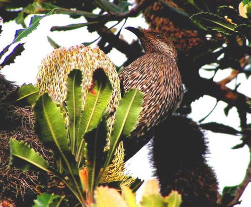 Western Wattlebird | Anthochaera lunulata photo