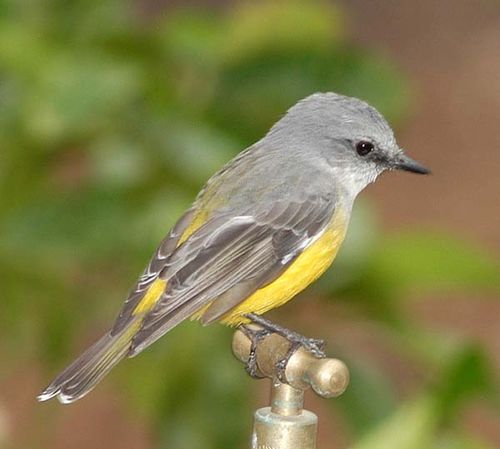 Western Yellow Robin | Eopsaltria griseogularis photo