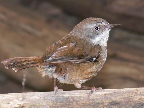 White-browed Scrubwren | Sericornis frontalis photo