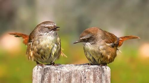 White-browed Scrubwren | Sericornis frontalis photo