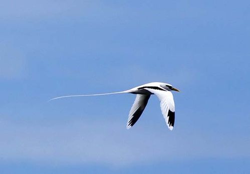 White-tailed Tropicbird | Phaethon lepturus photo