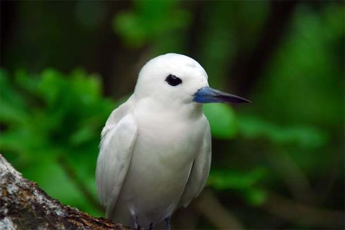 White Tern | Gygis alba photo