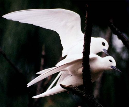 White Tern | Gygis alba photo