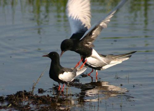 White-winged Black Tern | Chlidonias leucopterus photo