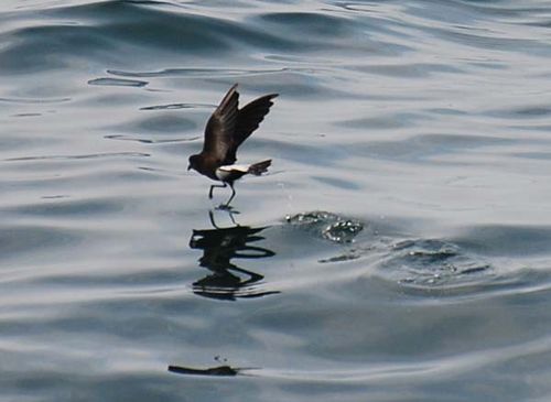 Wilsons Storm-Petrel | Oceanites oceanicus photo