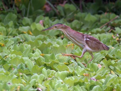 Yellow Bittern | Ixobrychus sinensis photo