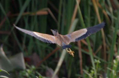 Yellow Bittern | Ixobrychus sinensis photo