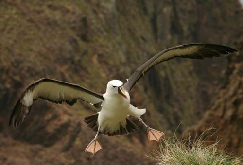 Yellow-nosed Albatross | Thalassarche chlororhynchos photo