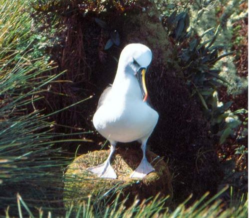Yellow-nosed Albatross | Thalassarche chlororhynchos photo