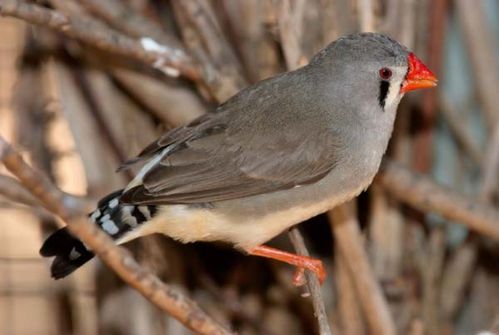 Zebra Finch | Taeniopygia guttata photo