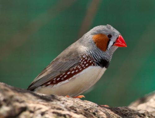 Zebra Finch | Taeniopygia guttata photo