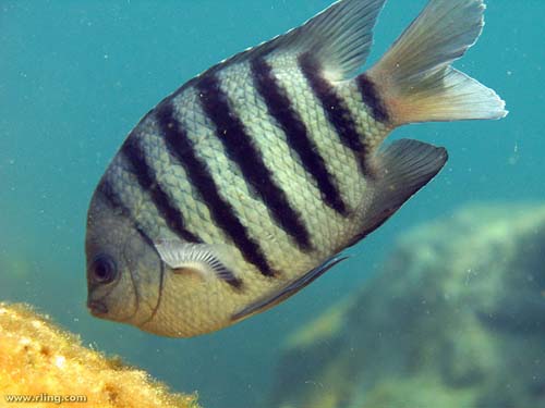 Narrow-Banded Sergeant Major | Abudefduf bengalensis photo