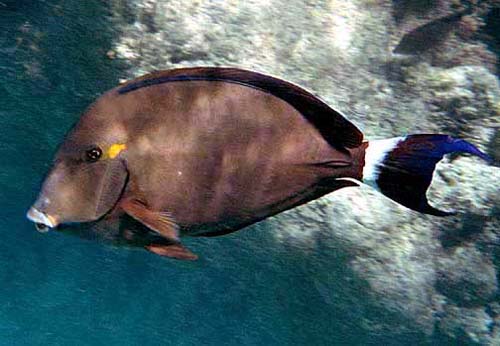 Dark Surgeon | Acanthurus blochii photo