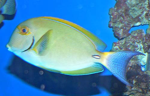 Eyestripe Surgeonfish | Acanthurus dussumieri photo