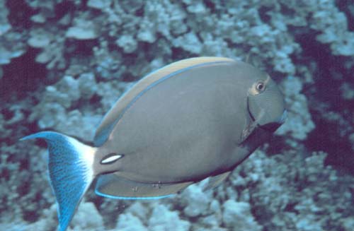 Eyestripe Surgeonfish | Acanthurus dussumieri photo