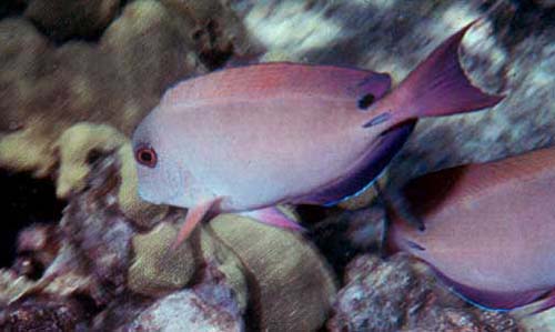 Brown Surgeonfish | Acanthurus nigrofuscus photo