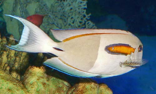 Orangeband Surgeonfish | Acanthurus olivaceus photo