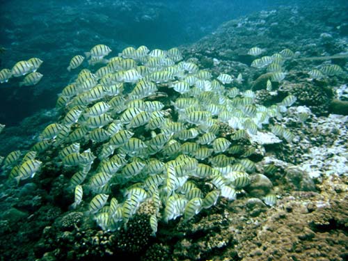 Convict Surgeonfish | Acanthurus triostegus photo