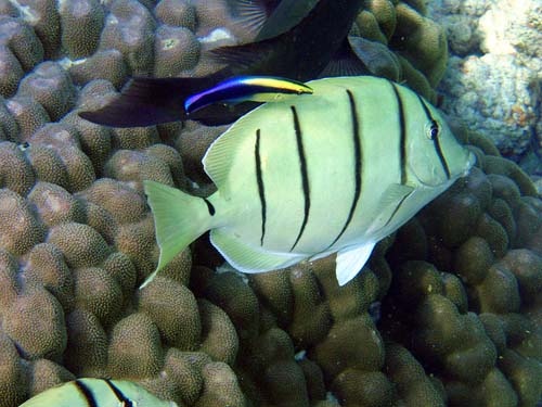 Convict Surgeonfish | Acanthurus triostegus photo