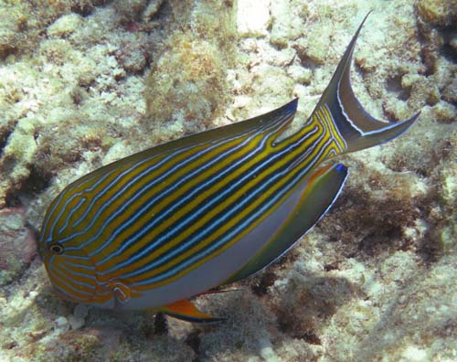 Striped Surgeonfish | Acanthurus lineatus photo