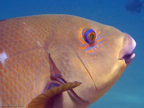 Eastern Blue Groper | Achoerodus viridis photo