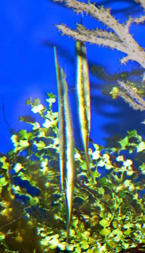 Razorfish | Aeoliscus strigatus photo