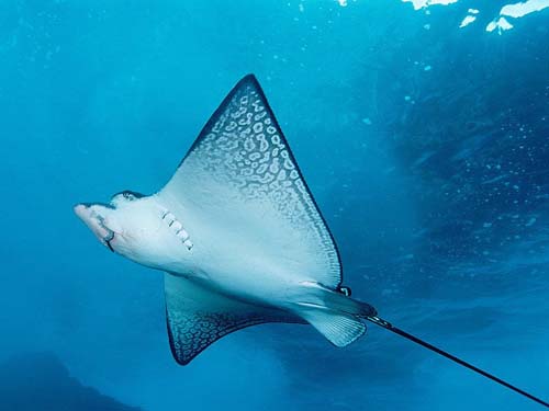 White-spotted Eagle Ray | Aetobatus narinari photo