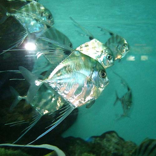 Pennantfish | Alectis ciliaris photo