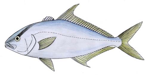 Highfin Amberjack | Seriola rivoliana photo