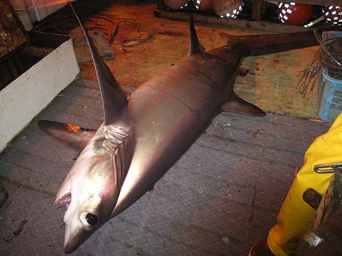 Bigeye Thresher Shark | Alopias superciliosus photo