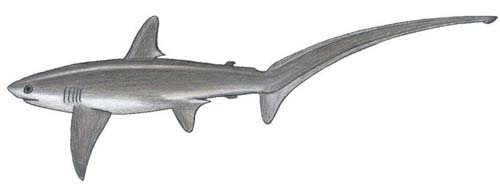 Thresher Shark | Alopias vulpinus photo