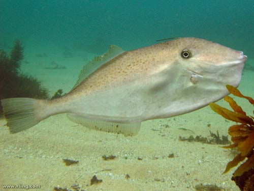 Unicorn Leatherjacket | Aluterus monoceros photo