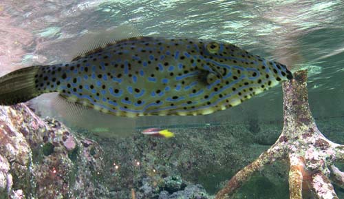 Scribbled Leatherjacket | Aluterus scriptus photo