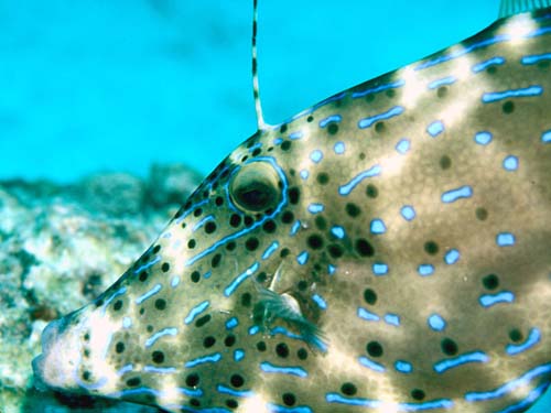 Scribbled Leatherjacket | Aluterus scriptus photo