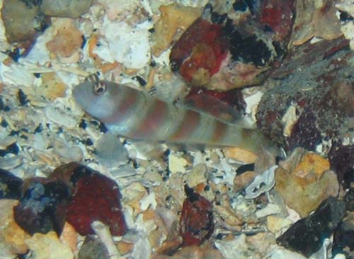 Steinitz' Shrimp Goby | Amblyeleotris steinitzi photo