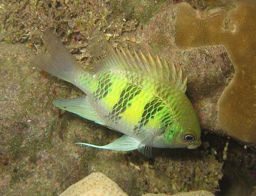 Staghorn Damsel | Amblyglyphidodon curacao photo