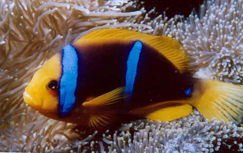 Orange-fin Anemonefish | Amphiprion chrysopterus photo