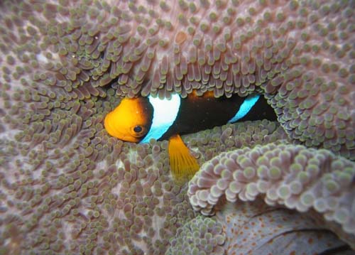 Orange-fin Anemonefish | Amphiprion chrysopterus photo