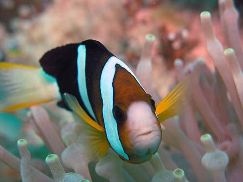 Clark's Anemonefish | Amphiprion clarkii photo