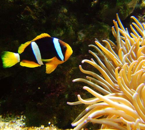 Clark's Anemonefish | Amphiprion clarkii photo