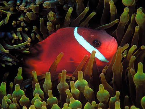 Red and Black Anemonefish | Amphiprion melanopus photo