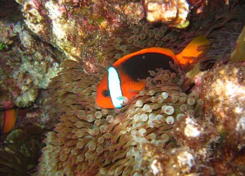 Red and Black Anemonefish | Amphiprion melanopus photo