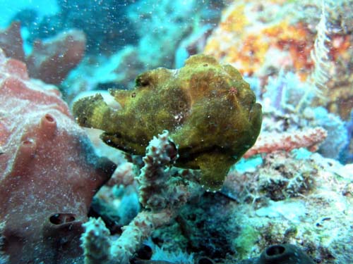 Painted Anglerfish | Antennarius pictus photo