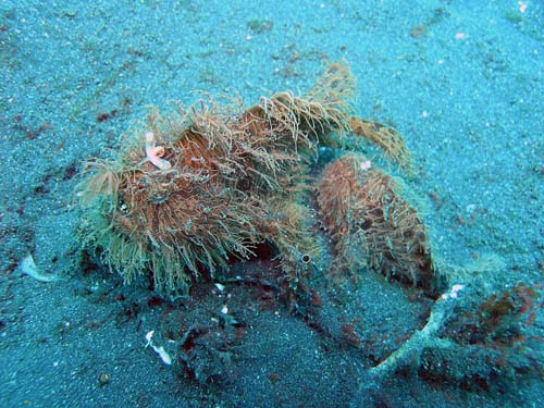 Striped Anglerfish | Antennarius striatus photo